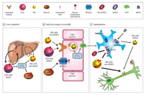 Infographic about human body and APOE.