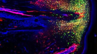 A green anole lizard regenerating its tail (Image by Ariel Vonk/ Lozito Lab)