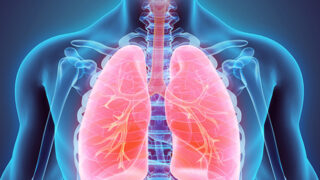 lung illustration