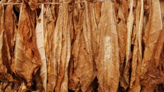 dried tobacco