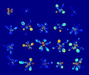 A pseudocolored image of clock gene-driven bioluminescence from transgenic plants expressing firefly luciferase under circadian control