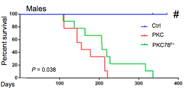 The green line represents male mice with pancreatic cancer-causing genes and expressing half the normal amount of GRP78 protein. These mice survived longer than those that had pancreatic cancer-causing genes, but normal levels of GRP78, represented by the red line.