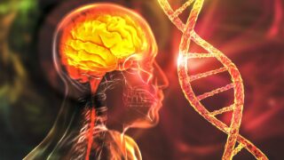 Researchers from a USC-led consortium have discovered “hotspots” in the genome that either speed up brain aging or slow it down. (Illustration/iStock)
