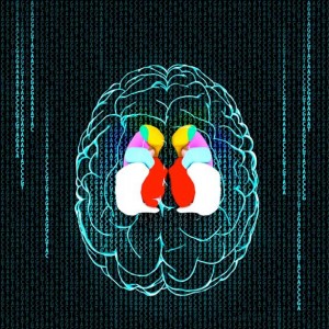 ENIGMA comprises a global alliance of brain researchers from 33 countries. (Photo/ENIGMA) 