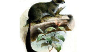 Illustration/Wikimedia Commons