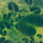 Image shows microscopic bacteria