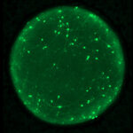 Image shows brain organoid with neurons labeled in green.