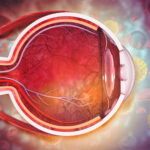 Human eye anatomy. Inner structure