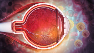 Human eye anatomy. Inner structure