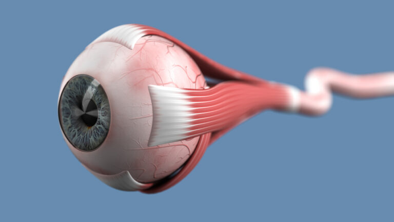 Image shows depiction of the human eye, muscles and optic nerve.