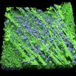 Image shows 3d microscopy