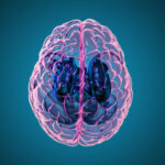 3D rendering illustration human brain with left and right cerebral top view transparent surface isolated on deep blue background included with clipping path