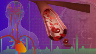 Image shows depiction of heart, arteries, veins and microvessels in an outline of a human form, with a close-up of blood cells in a microvessel in the brain
