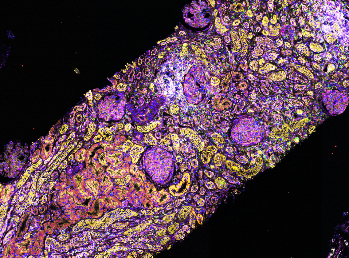 Lab photo for molecular pathology