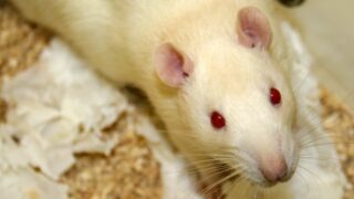 Laboratory rat