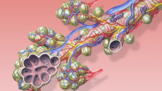 Air sac cells.