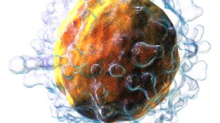 T-cell. Wikimedia