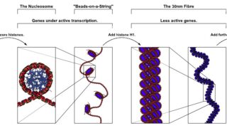 Chromatin structures
