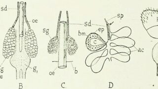 Ear cells