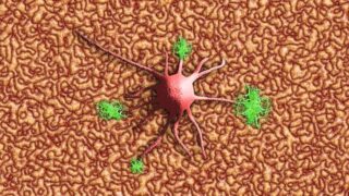 Nerve cells atop brain surface