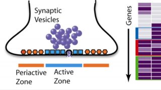 Science infograph