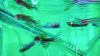 Zebra fish