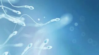 Sperm