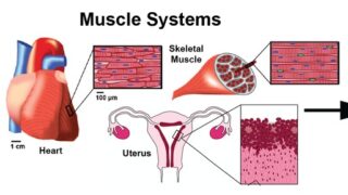 infographic on muscle cell transformation