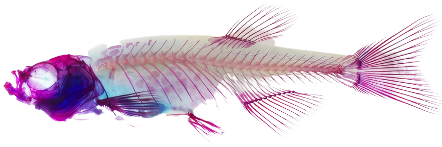 Fish under a scanner displaying skeleton