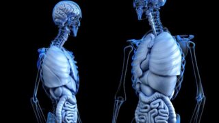 3D illustration of internal organs in a transparent human body