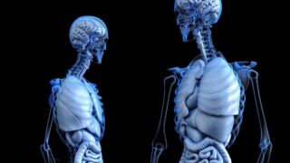 Science illustration of two transparent human bodies