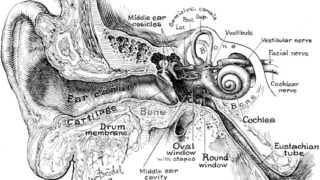 Old timey illustration of the human ear