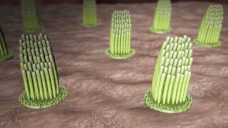 Ear hair cells