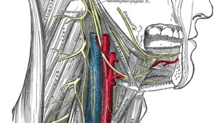 Hypoglossal nerve, cervical plexus, and their branches.