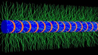 Single fibril