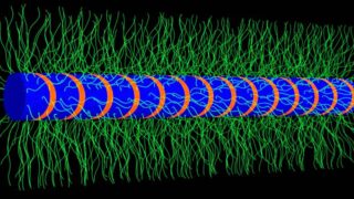 Single fibril