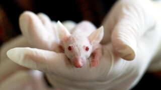 Mouse in a human's gloved hands