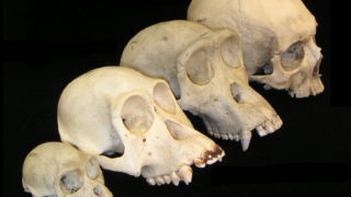 Primate skull series