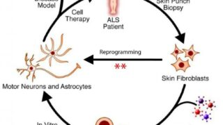 Infographic on cell reprogramming
