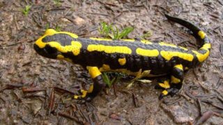 fire salamander