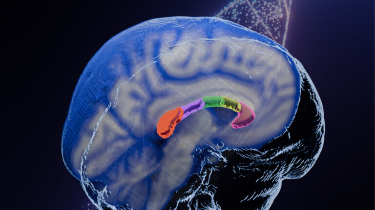 Image shows the part of the brain called the the corpus callosum, the brain’s largest communication pathway.